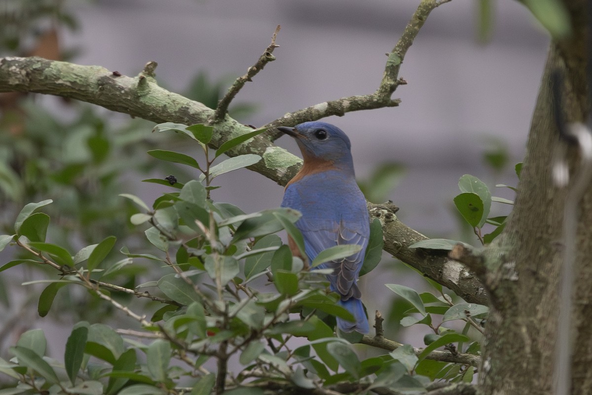 Eastern Bluebird - ML647697073