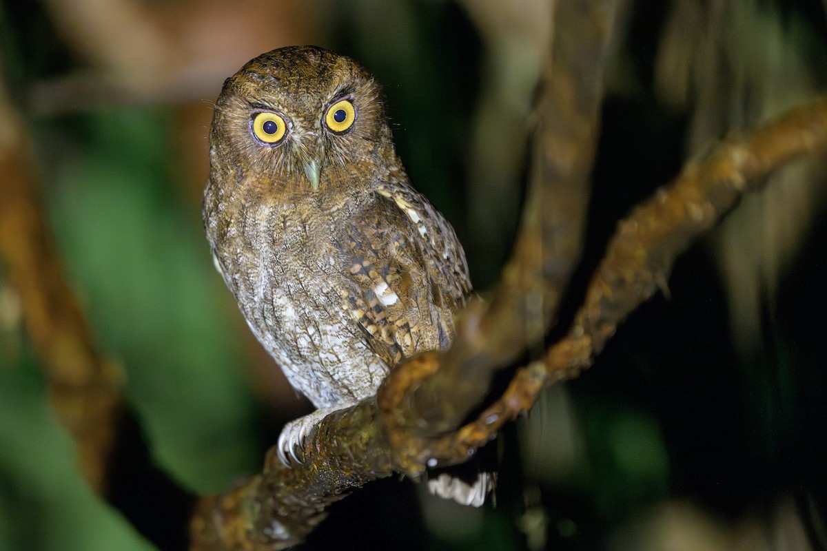 Foothill Screech-Owl - ML647697074