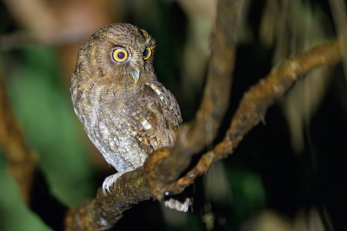 Foothill Screech-Owl - ML647697075