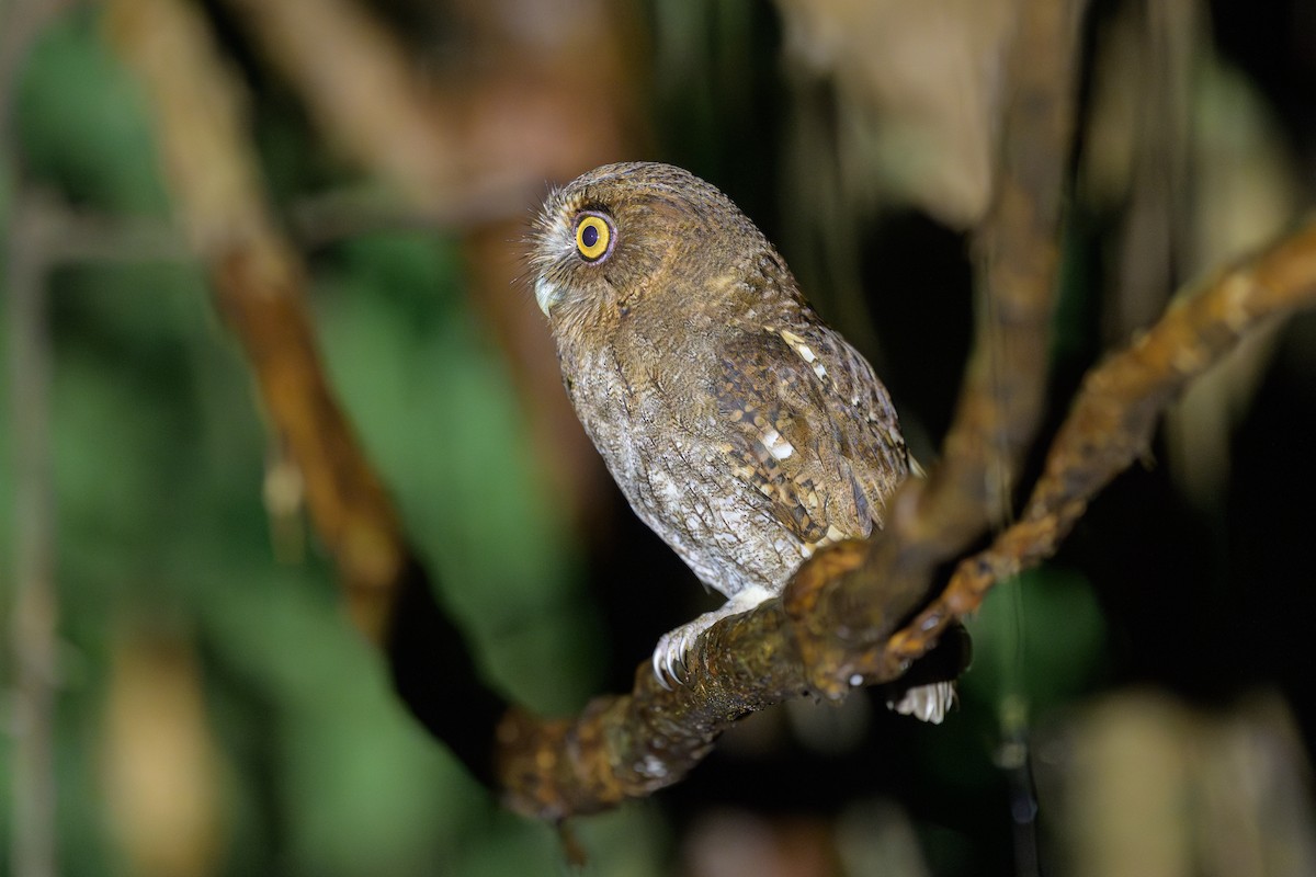 Foothill Screech-Owl - ML647697078