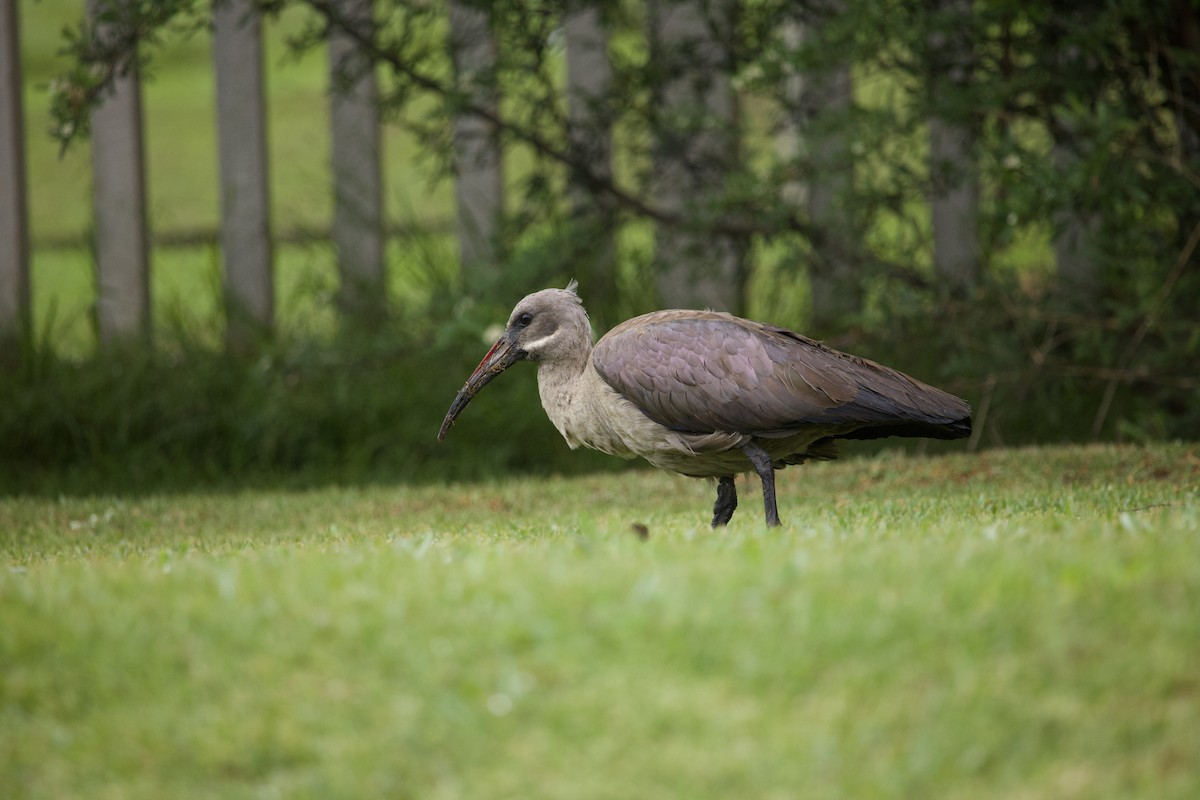 Hadada Ibis - ML647697096
