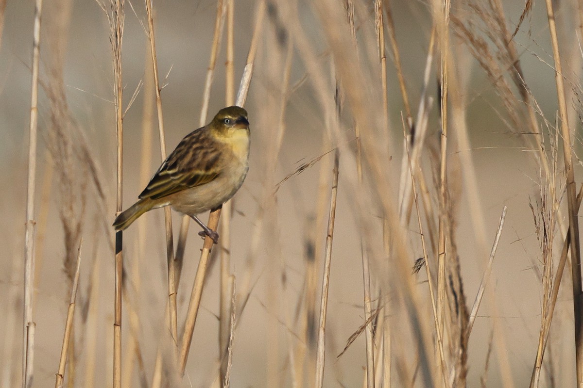 Black-headed Weaver - ML647697101