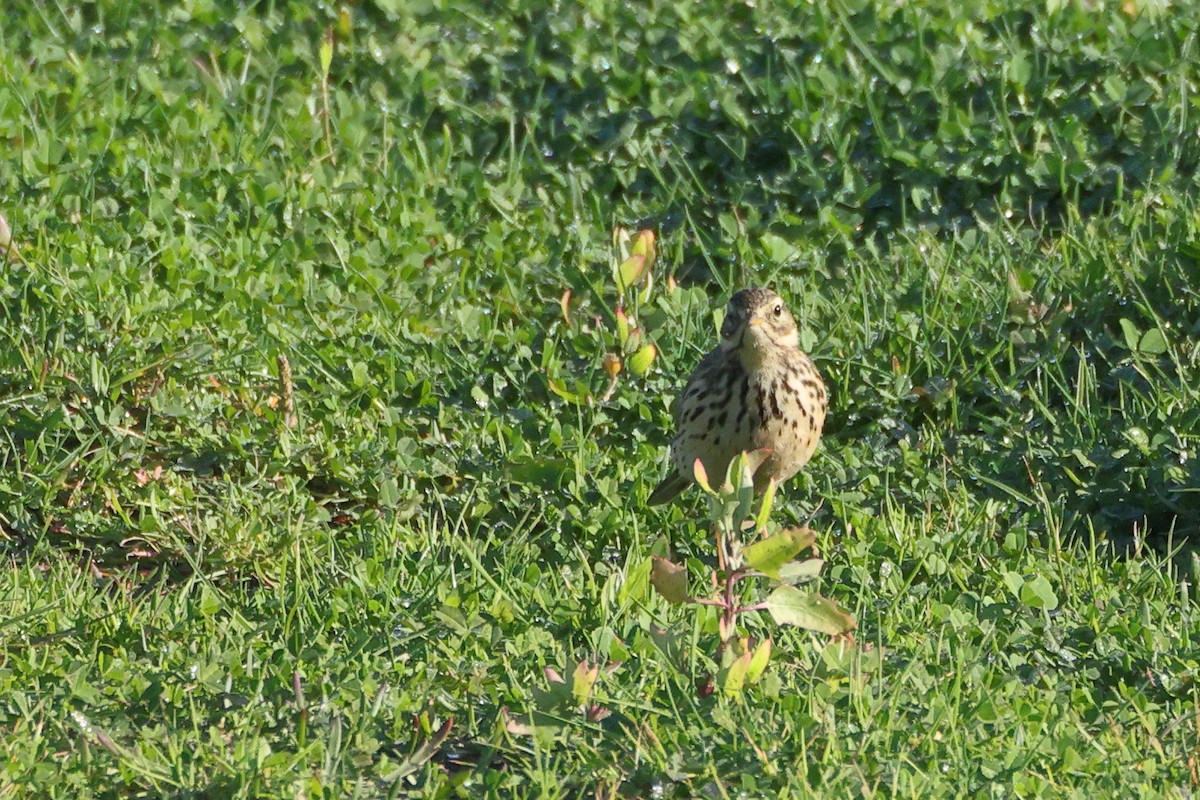 Щеврик лучний - ML647697109