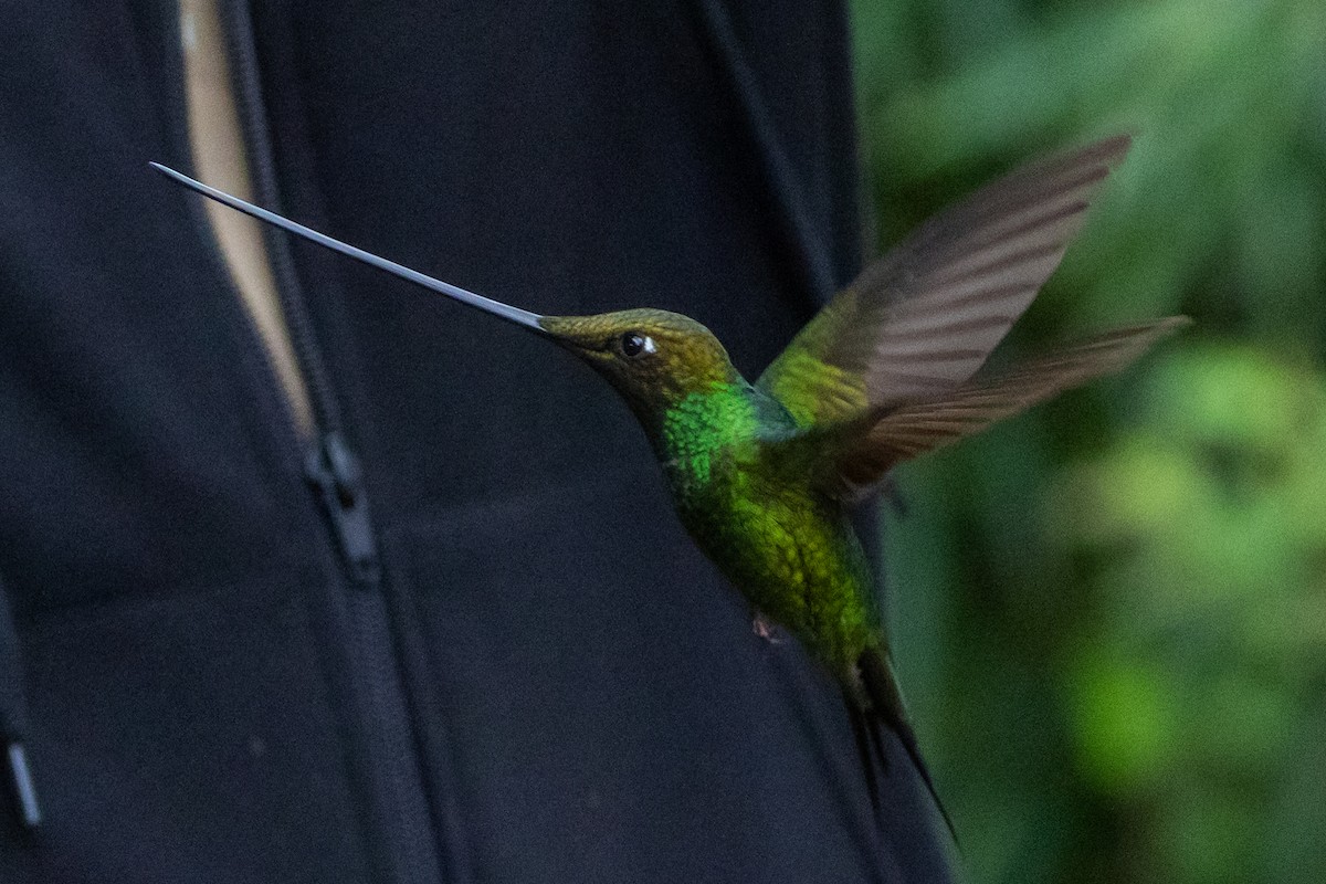 Колібрі-списодзьоб - ML647697112