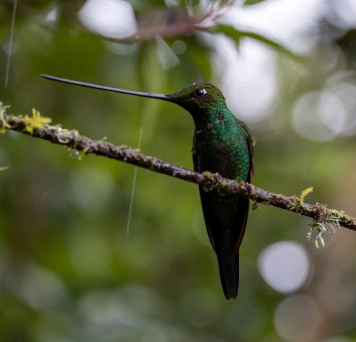 Колібрі-списодзьоб - ML647697113