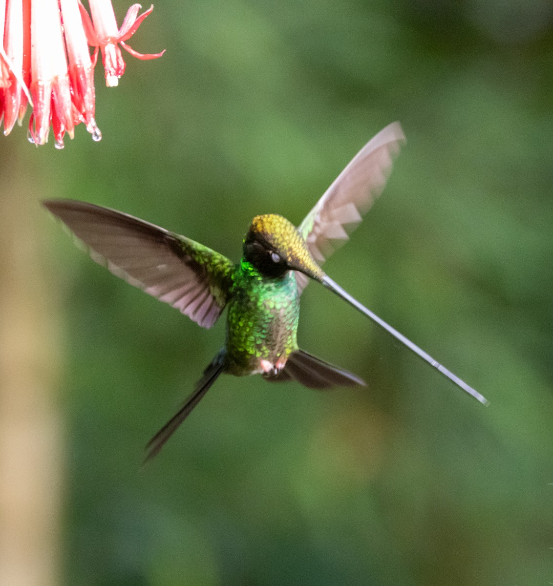 Колібрі-списодзьоб - ML647697114