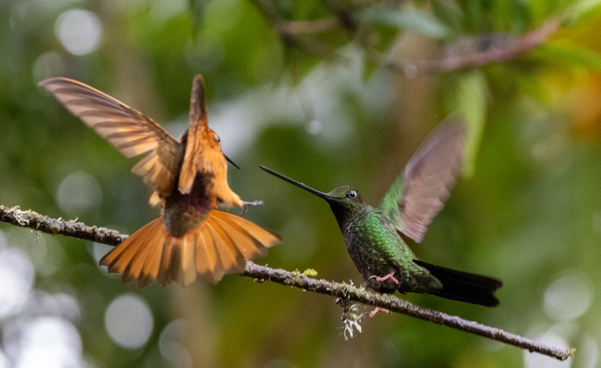 Колібрі-списодзьоб - ML647697115