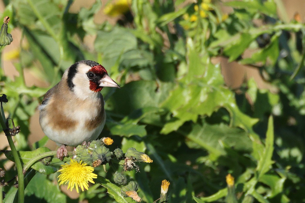 Щиглик звичайний - ML647697117