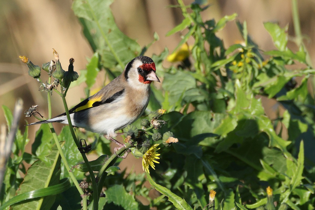Щиглик звичайний - ML647697118