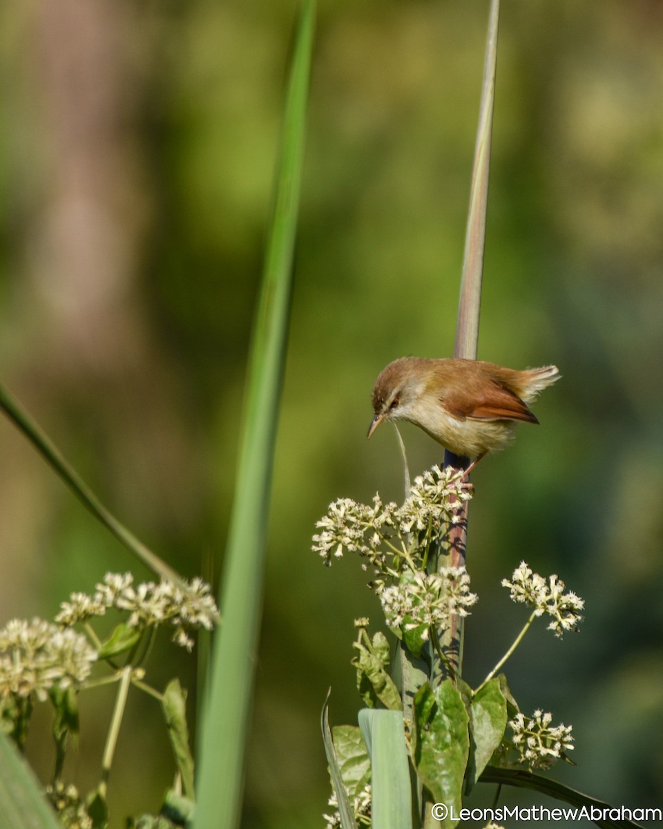 Принія руда - ML647697119