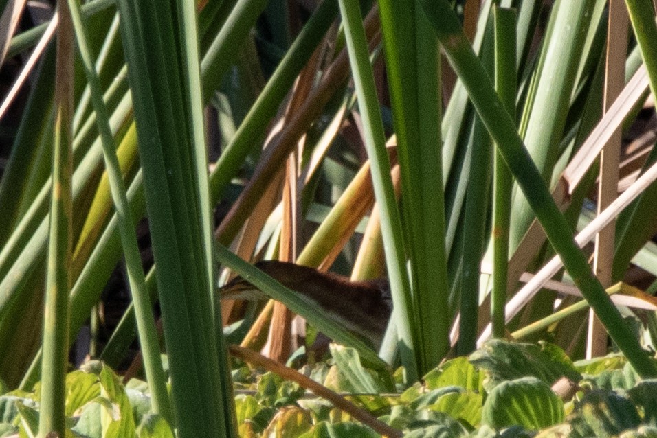 Бугайчик американський - ML647697120