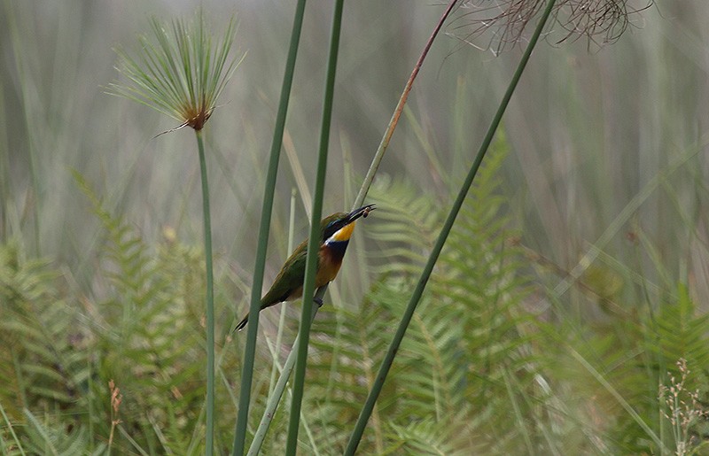 Бджолоїдка карликова - ML647697121