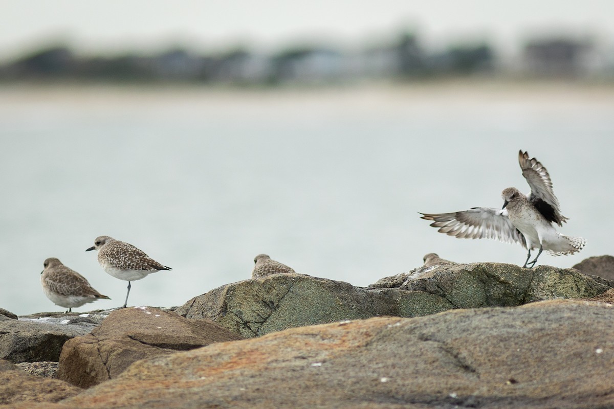 Сивка морська - ML647697122