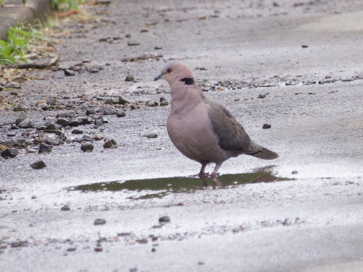 Горлиця червоноока - ML647697123