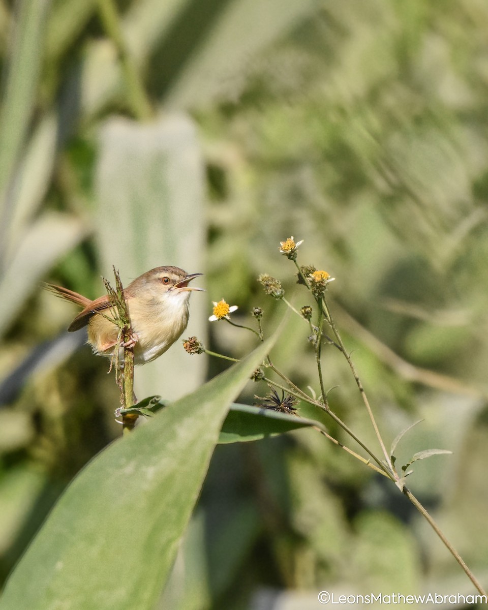 Принія руда - ML647697125