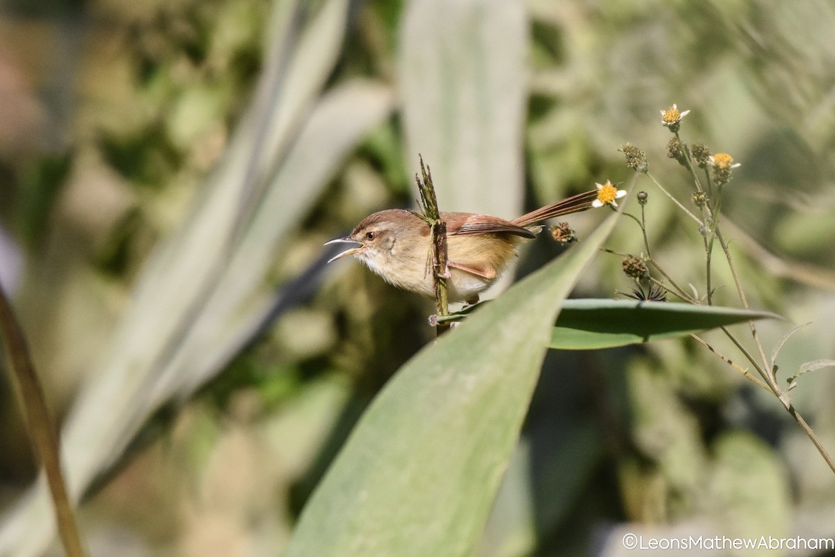 Принія руда - ML647697126