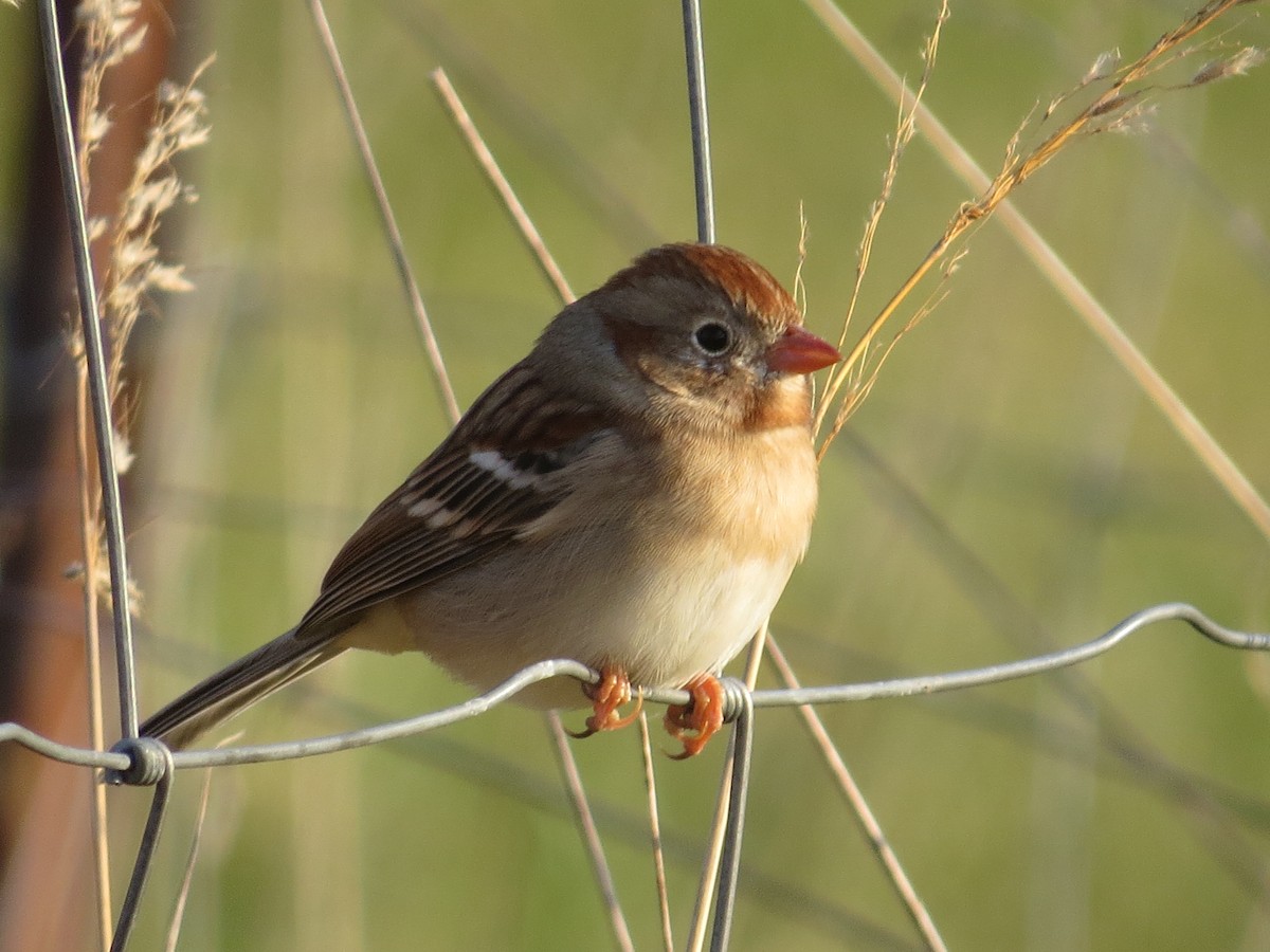 Карнатка польова - ML647697130