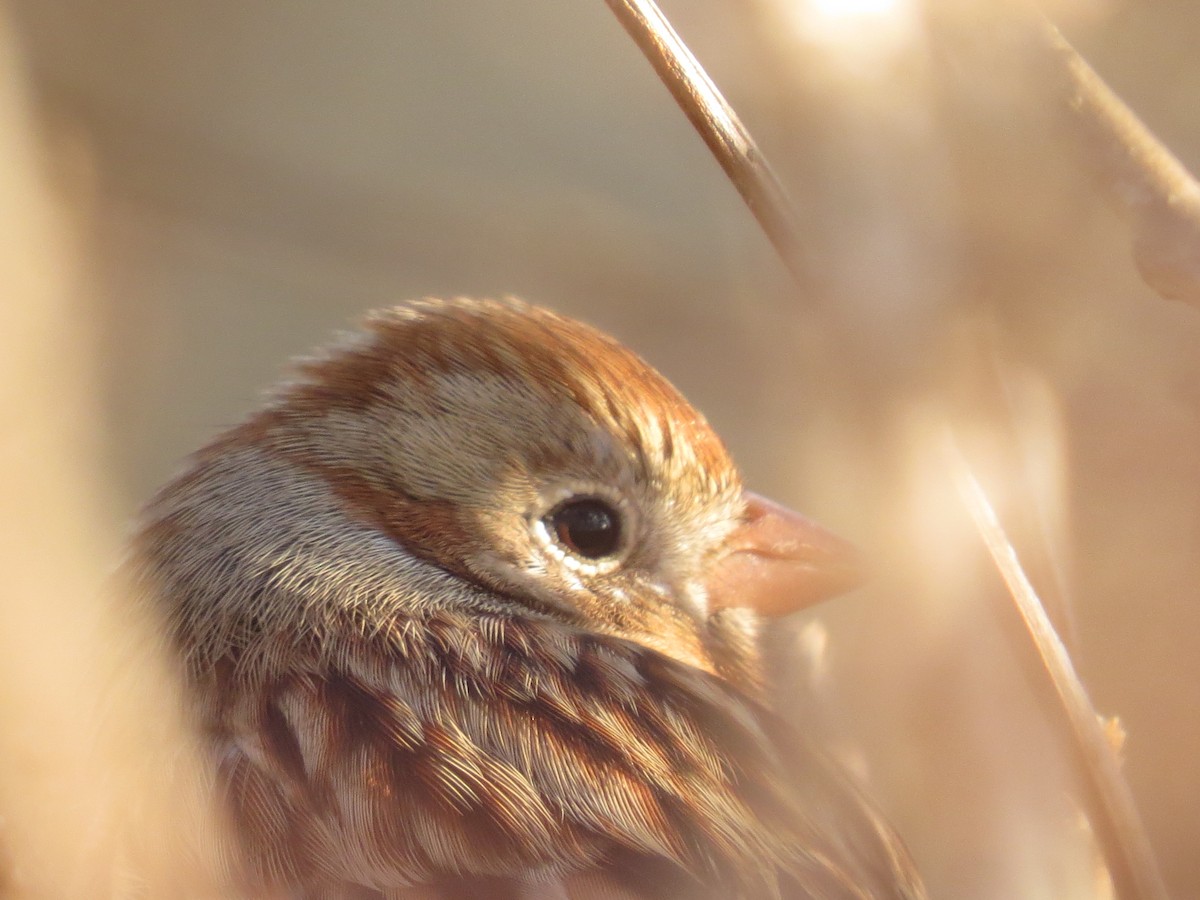 Карнатка польова - ML647697132