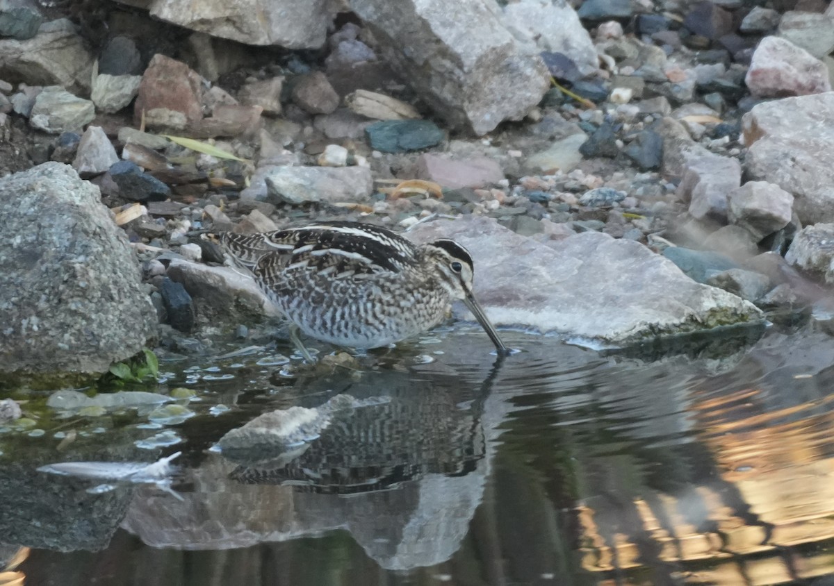 Баранець американський - ML647697136