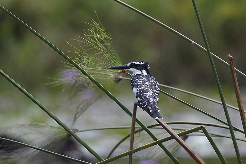 Рибалочка строкатий - ML647697140