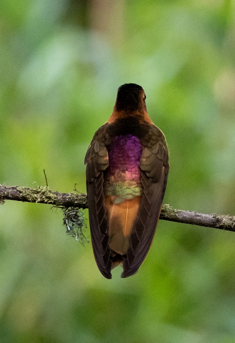 Колібрі-золотожар рудоволий - ML647697142