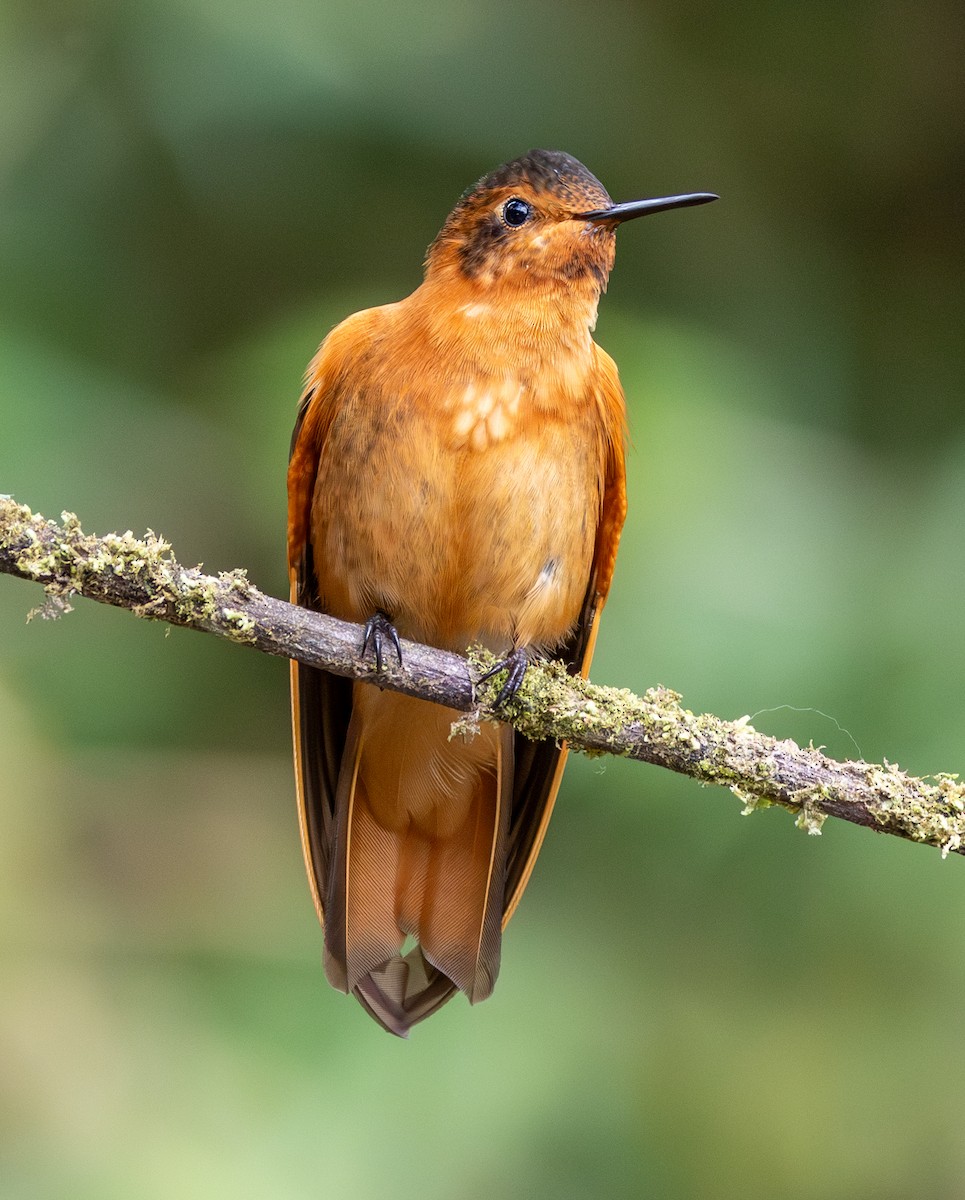 Колібрі-золотожар рудоволий - ML647697143