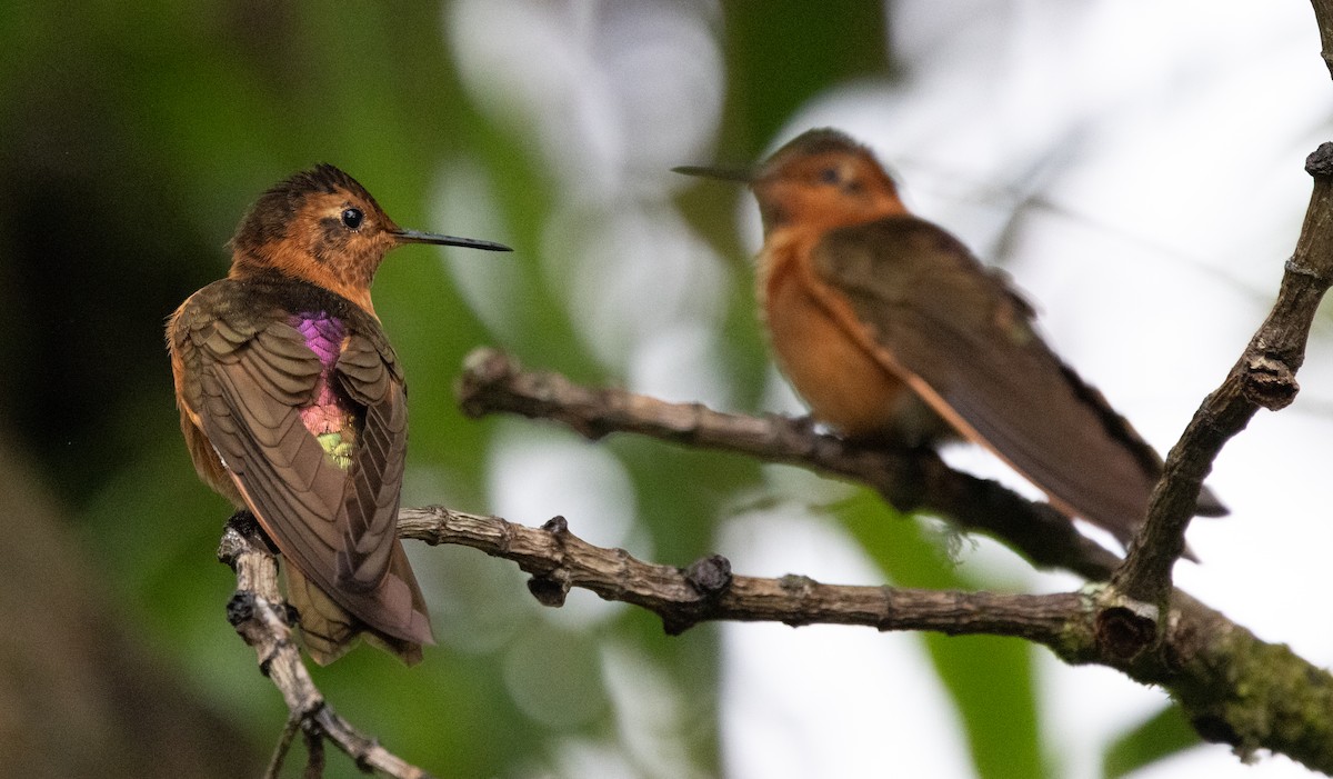 Колібрі-золотожар рудоволий - ML647697144