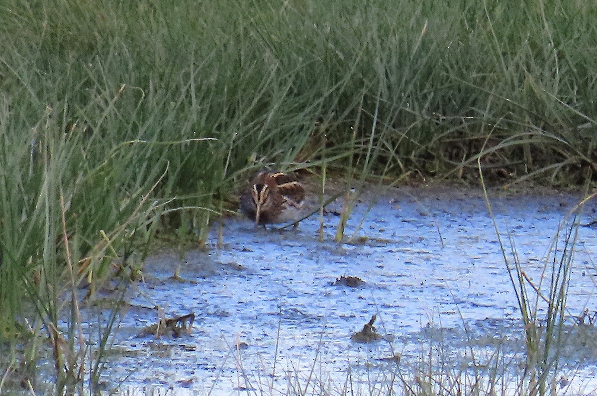 小鷸 - ML647697148