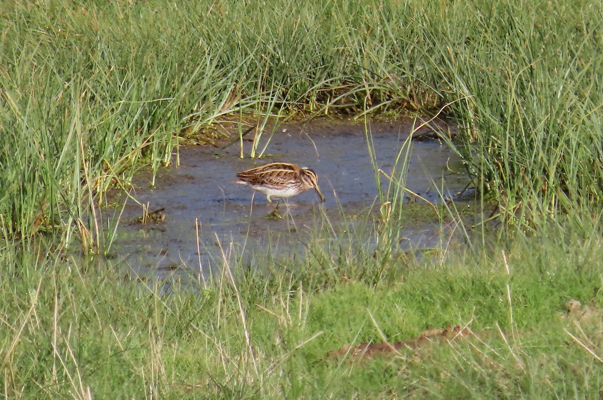 小鷸 - ML647697149