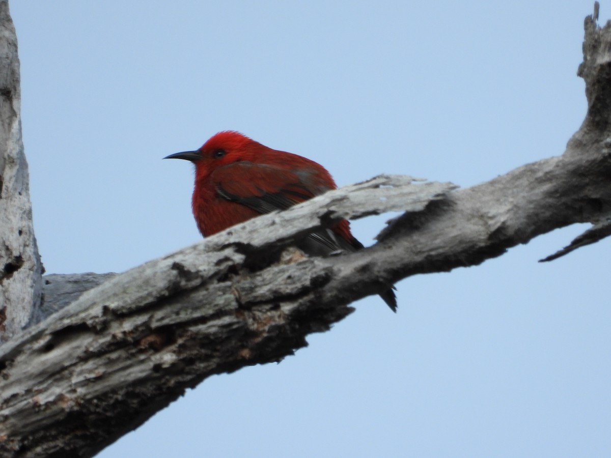 šatovník karmínový - ML647697150