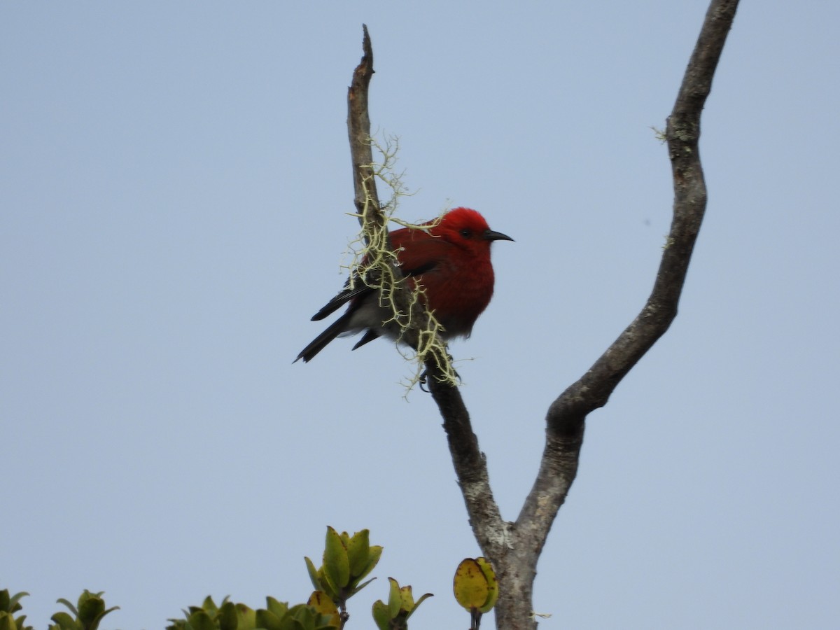 šatovník karmínový - ML647697151