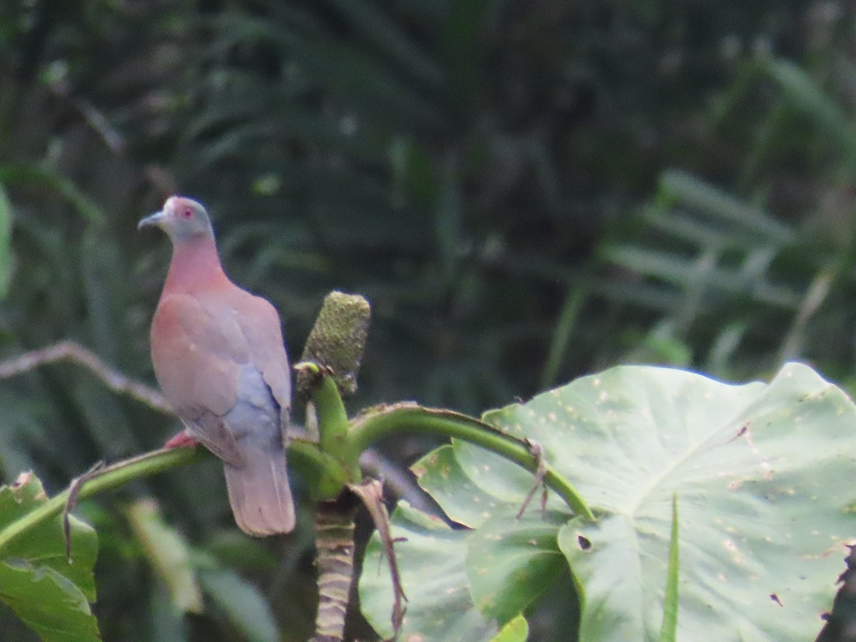 Paloma Colorada - ML647697168