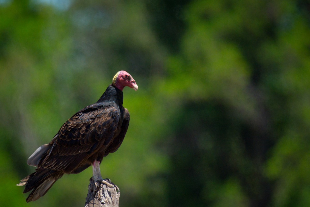 Turkey Vulture - ML647697182
