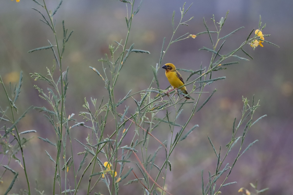 Asian Golden Weaver - ML647697189
