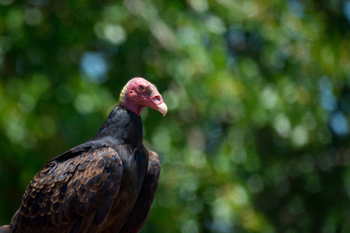 Turkey Vulture - ML647697192