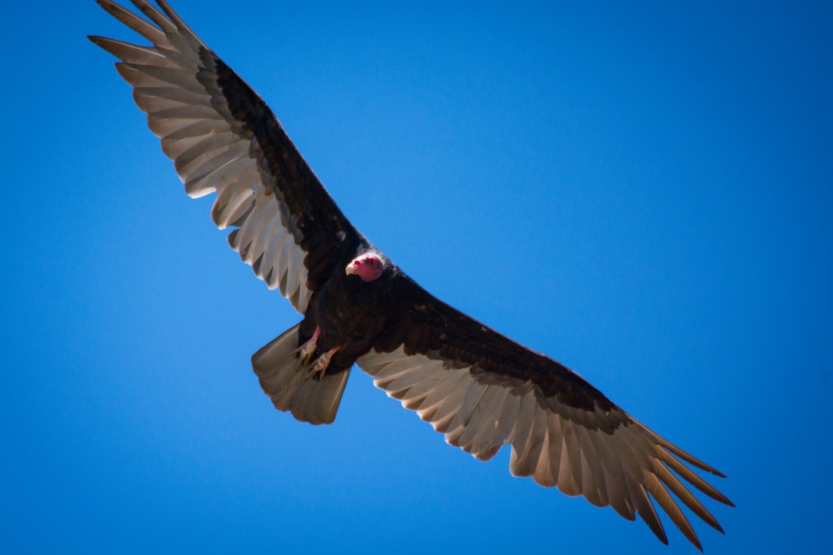 Turkey Vulture - ML647697194