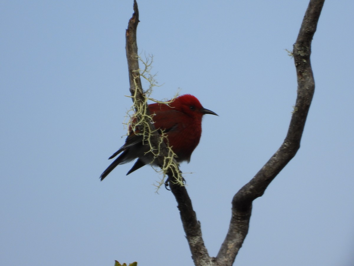 šatovník karmínový - ML647697197