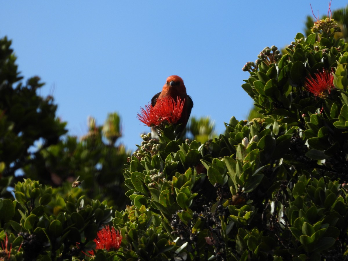 šatovník karmínový - ML647697198