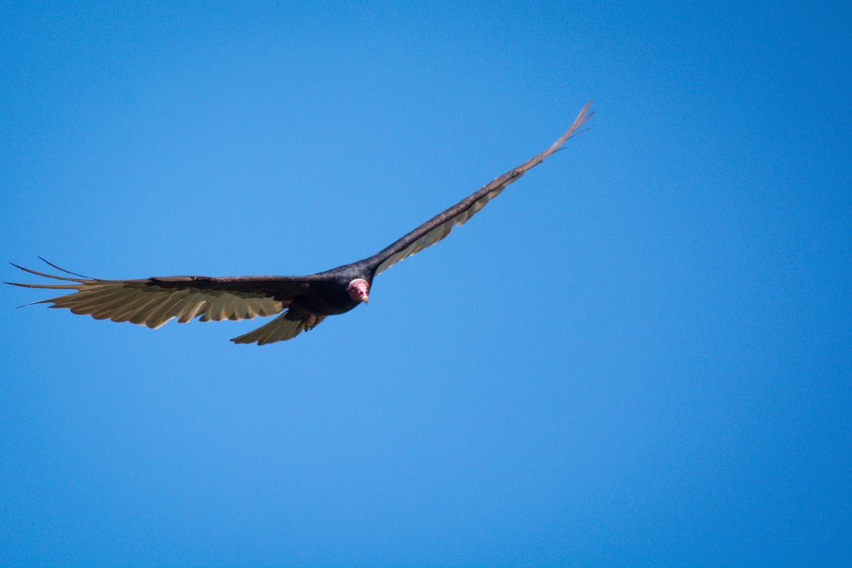 Turkey Vulture - ML647697202