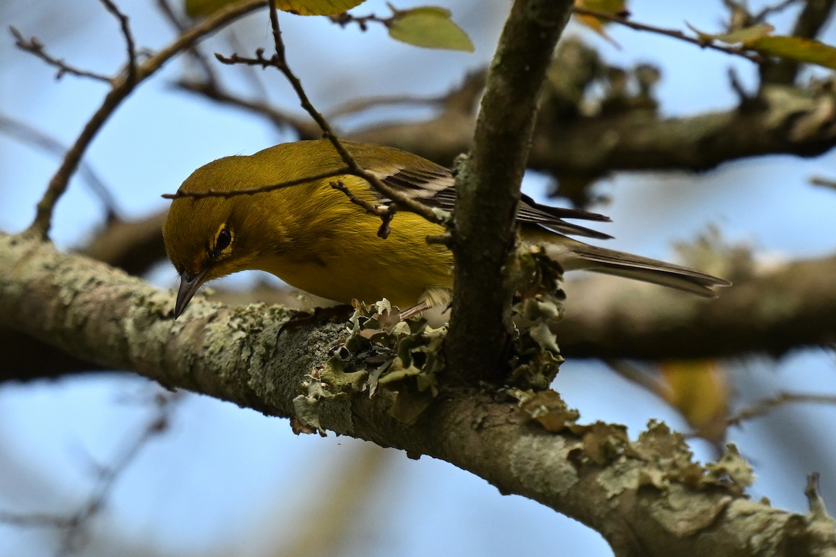 Kiefernwaldsänger - ML647697211