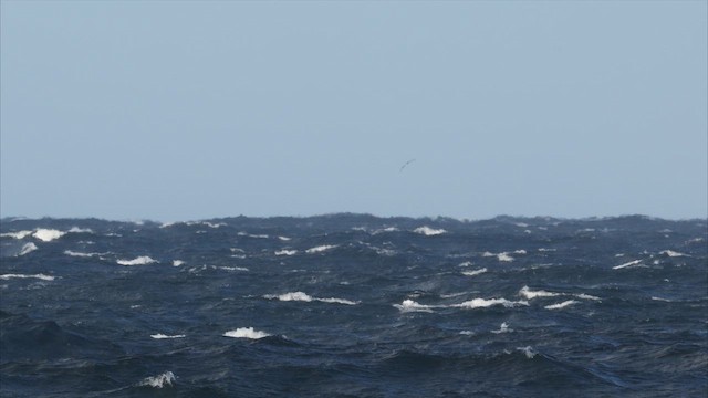 Indian Yellow-nosed Albatross - ML647697212