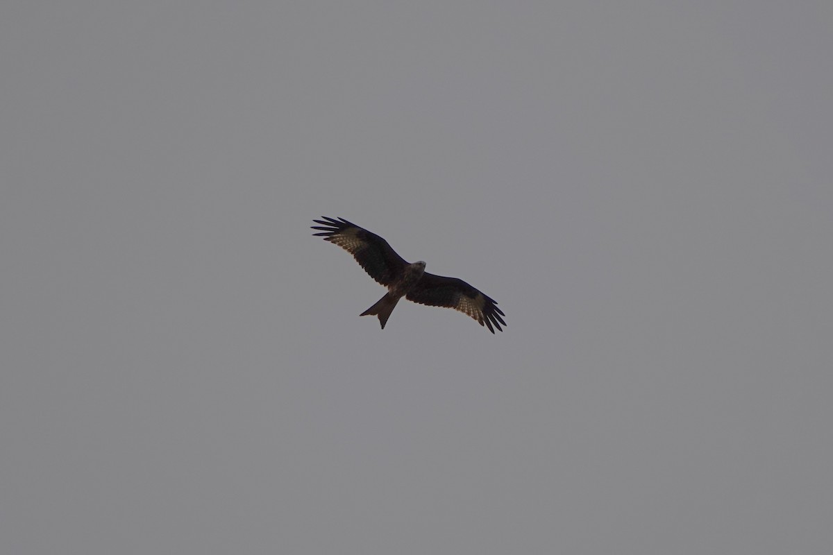 Red Kite - ML647697228