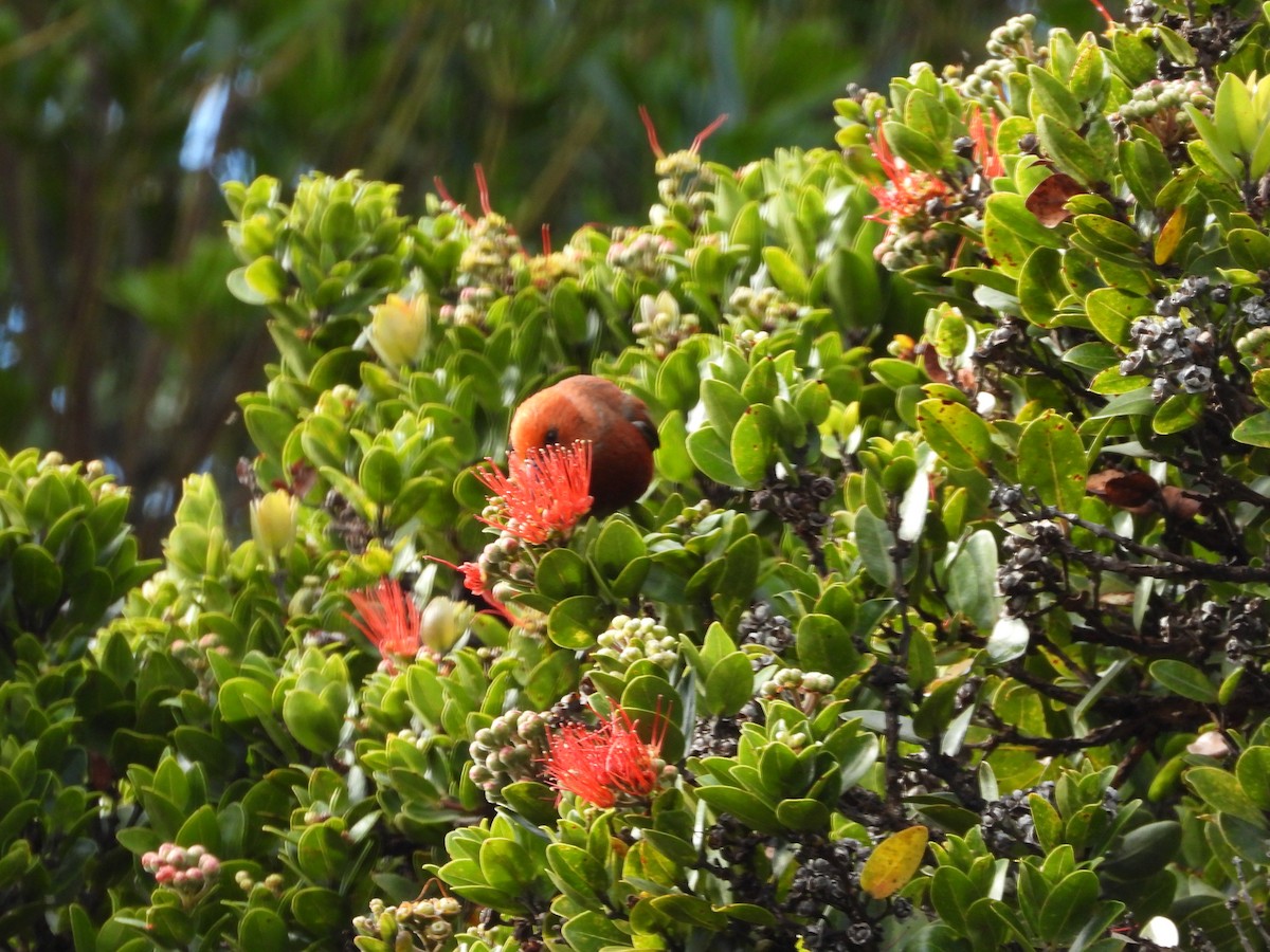 šatovník karmínový - ML647697239