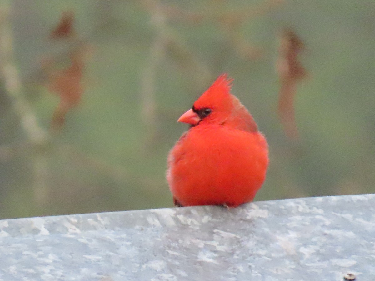 Cardinal rouge - ML647697245