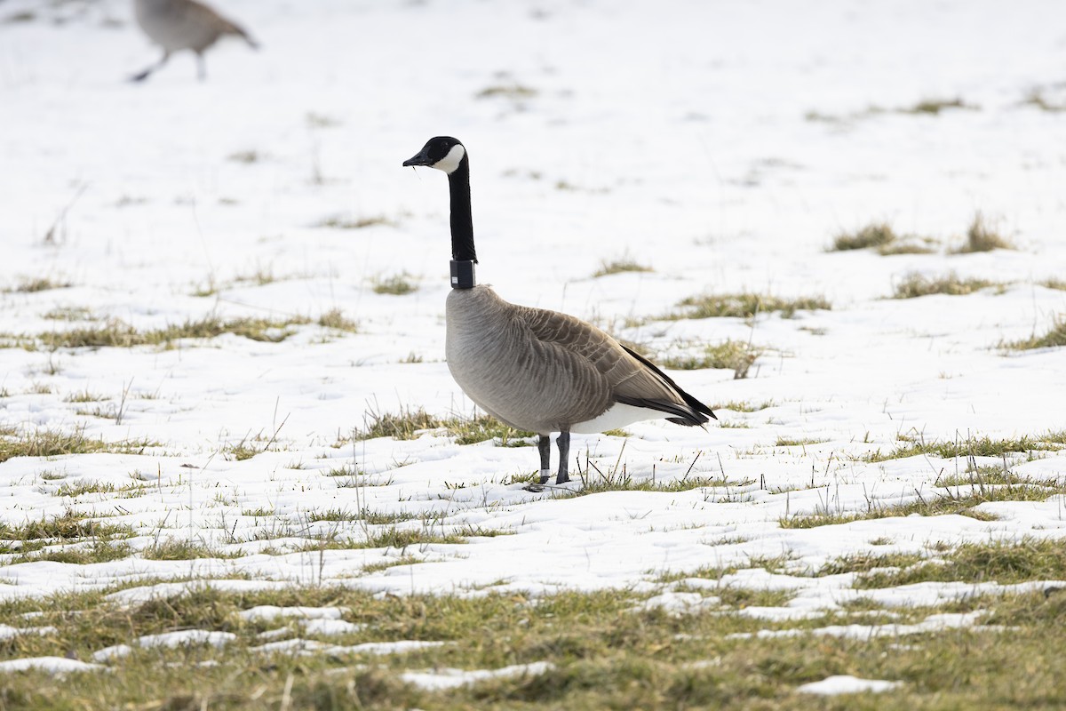 berneška velká - ML647697276