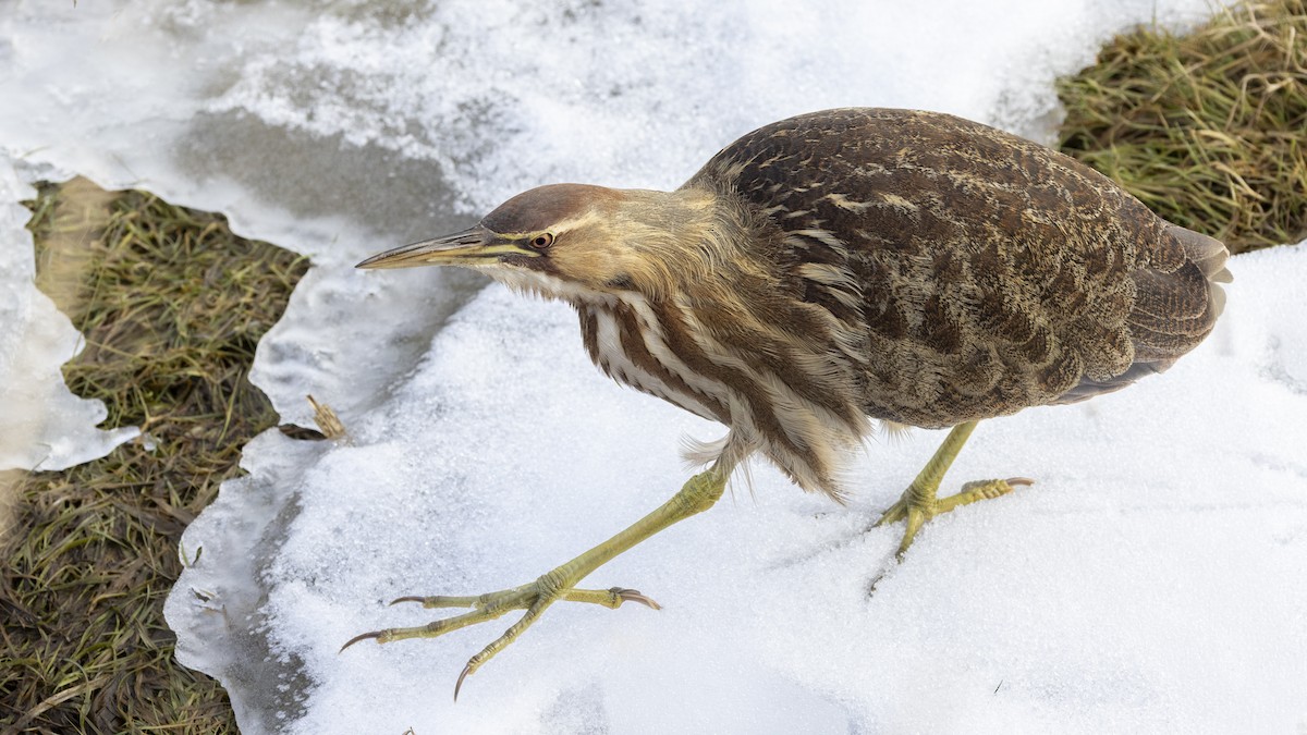 אנפה משורטטת אמריקנית - ML647697288