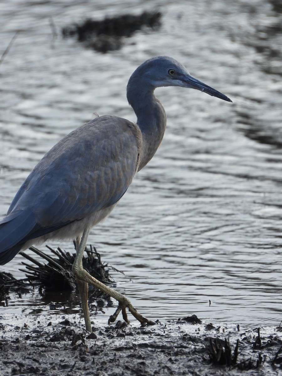 White-faced Heron - ML647697330