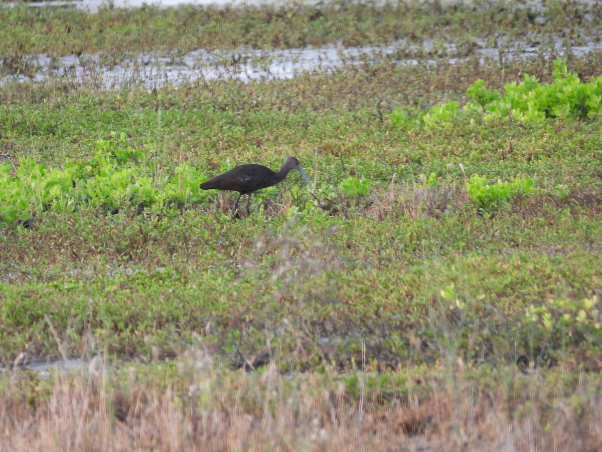 Beltzaran musuzuria - ML647697337