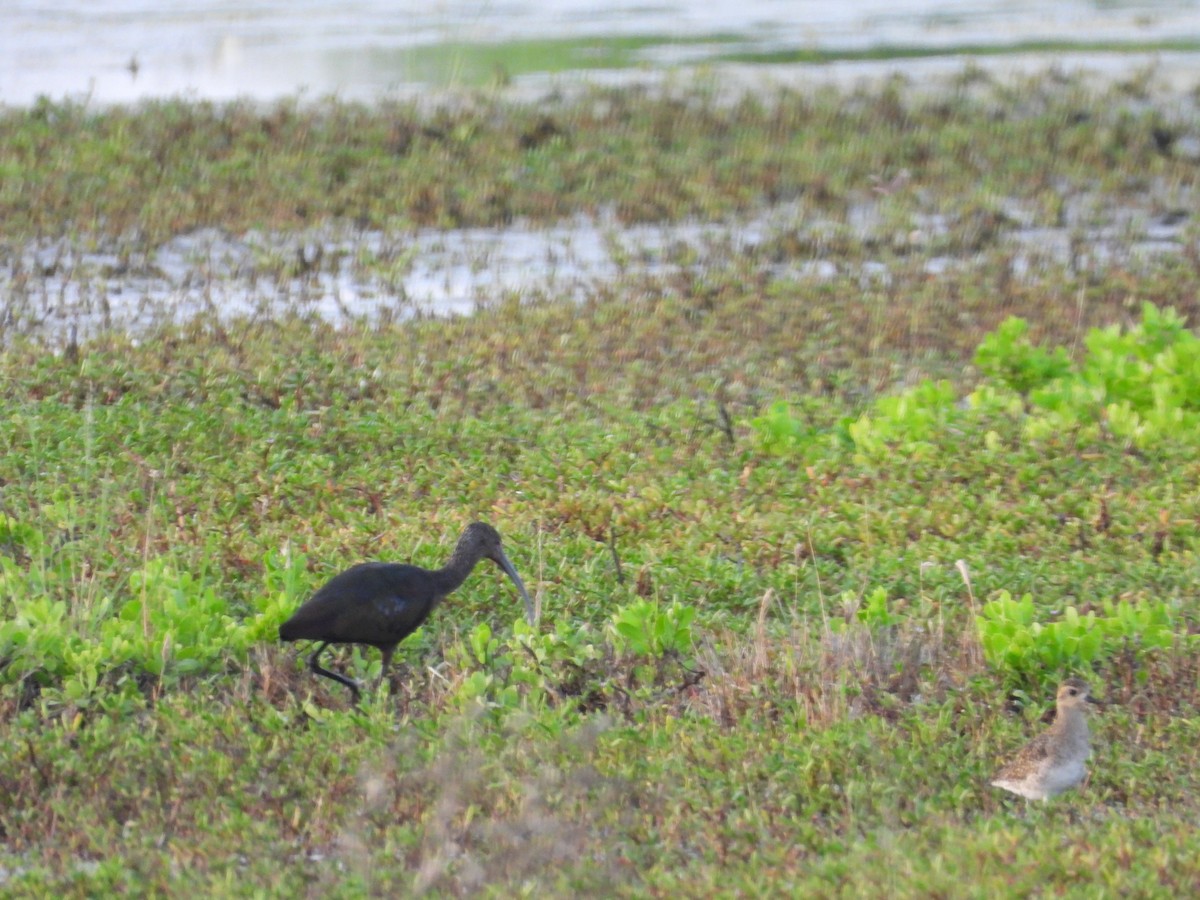 Beltzaran musuzuria - ML647697338