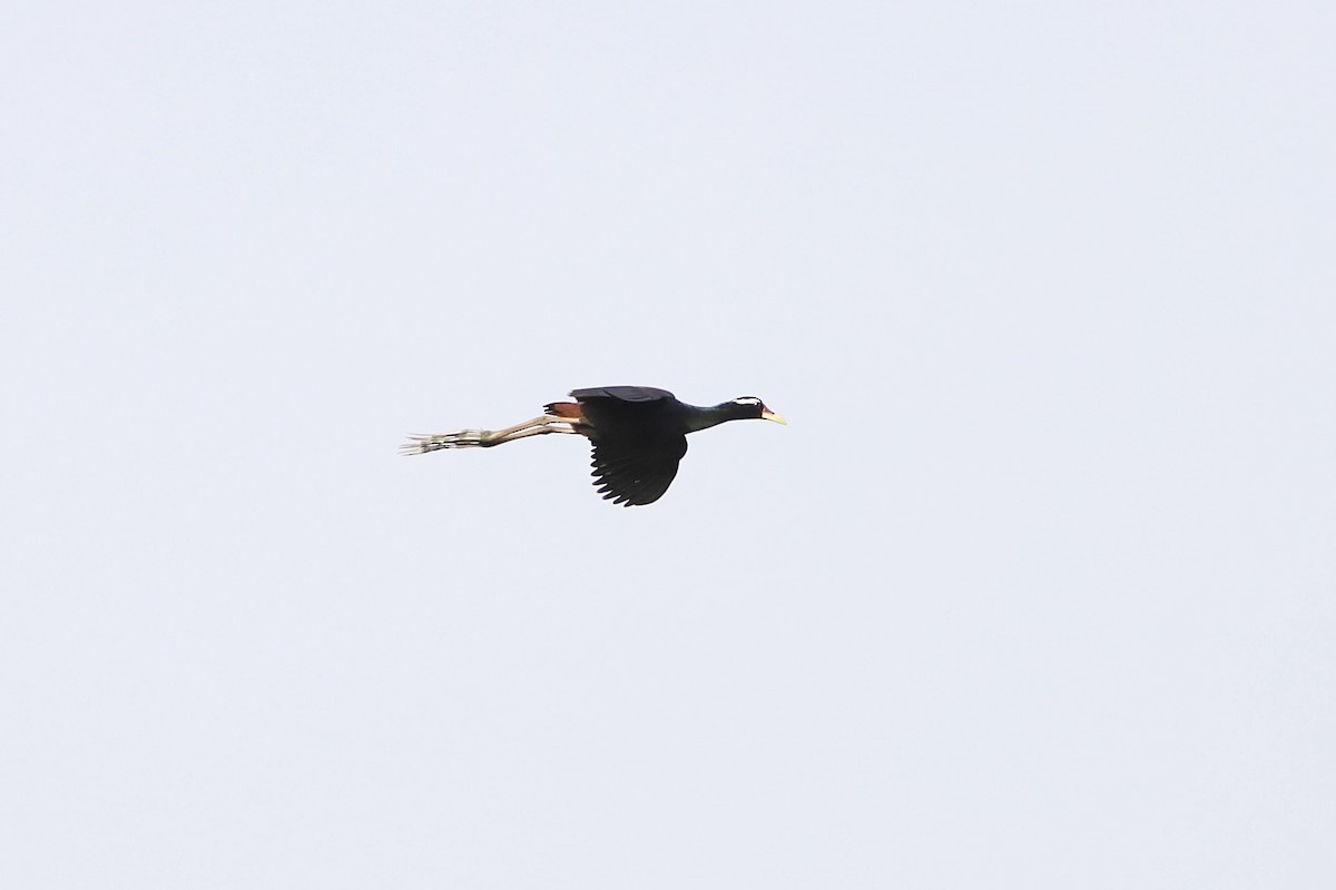 Bronze-winged Jacana - ML647697351